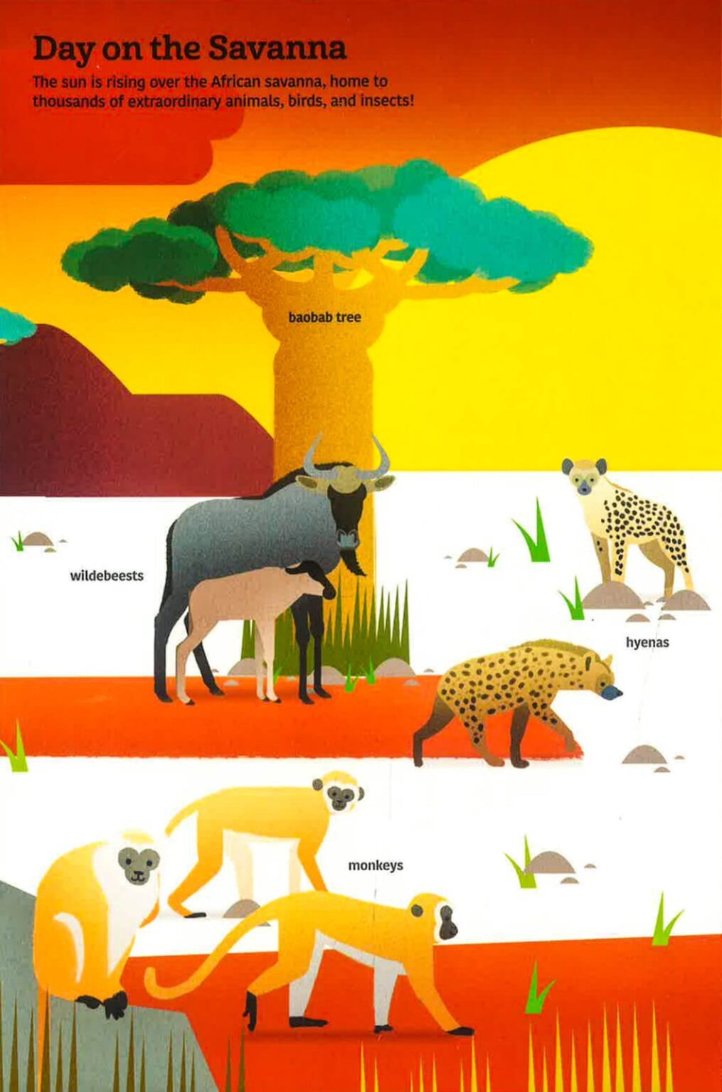 Tumama Kids - Ultimate Spotlight : Savanna Animals Book