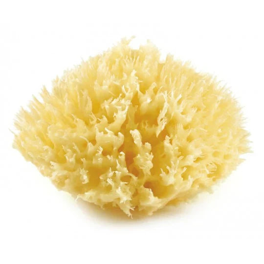 Honeycomb Mediterranean Natural Sponge – Bubu Store